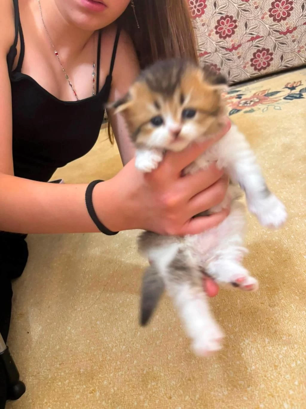 British Longhair Yavrular