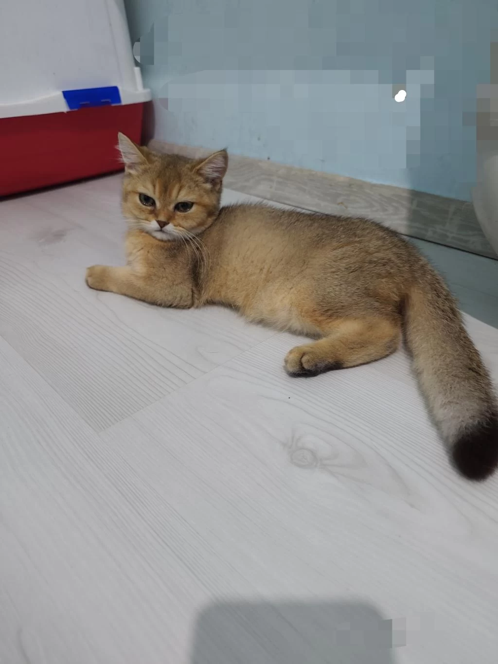 British Shorthair Golden