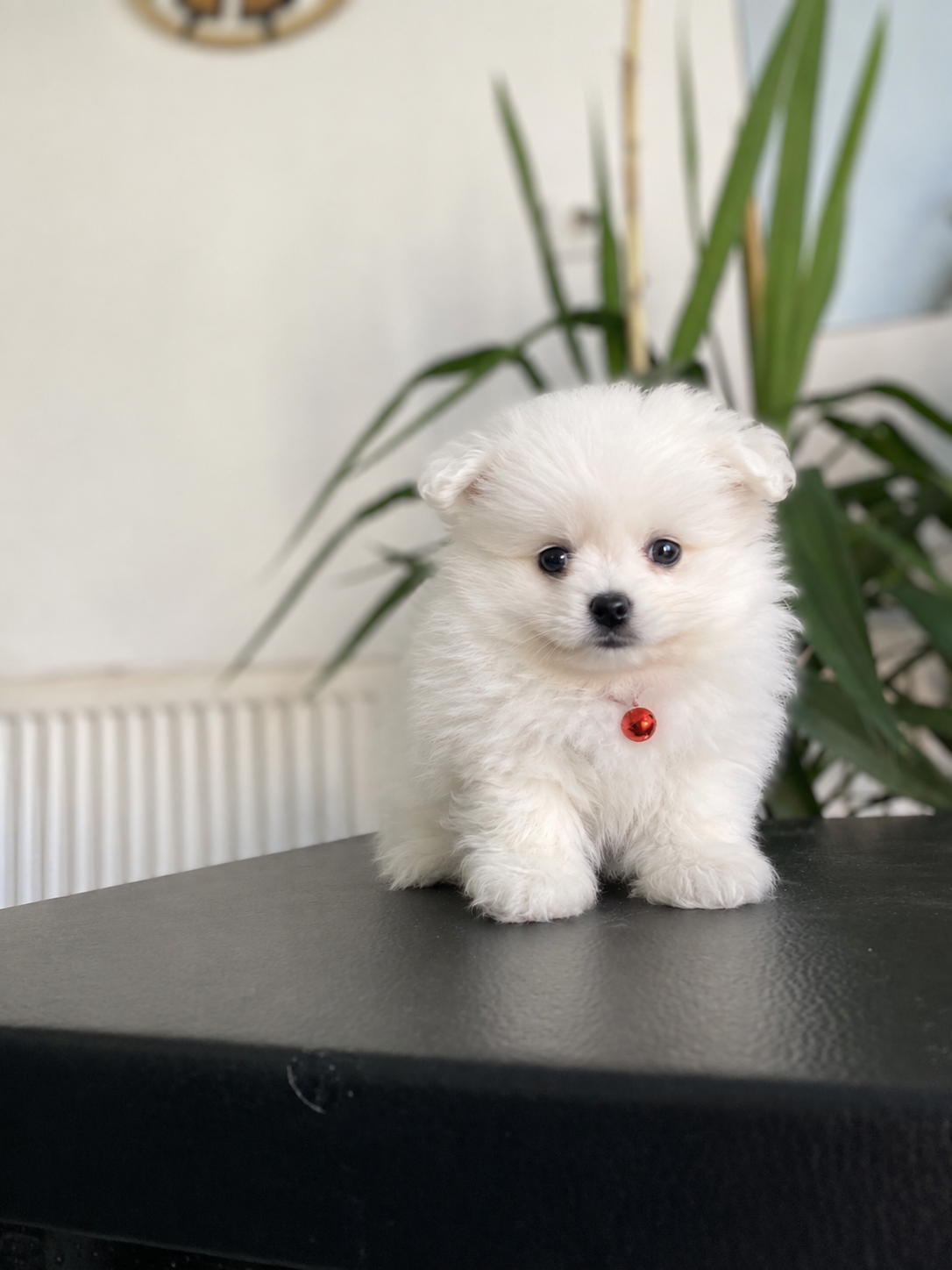 50 günlük çok tatlı pomeranian boo