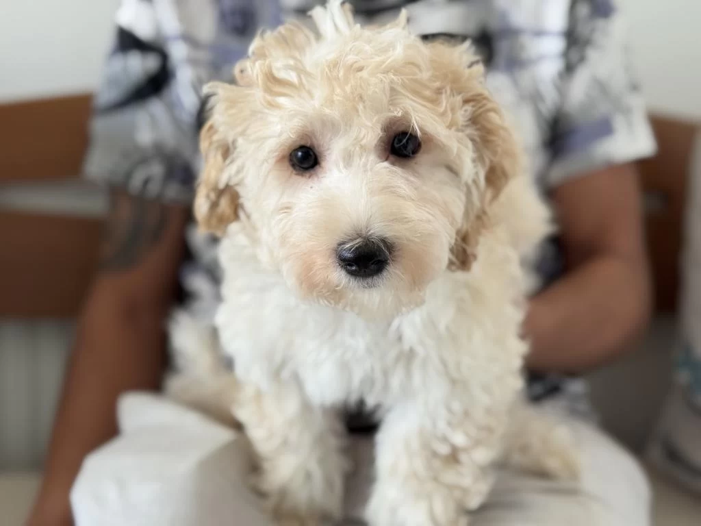 Petmode Köpek Çiftliğinde Ziyarete Açık Maltipoo