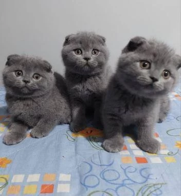 Elit Patiler Farkıyla Scottish Fold Yavrular