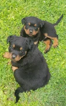 Elit Patiler Farkıyla Rottweiler Yavrular