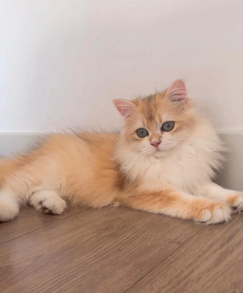 British Longhair 5 Aylık Ny12 Erkek