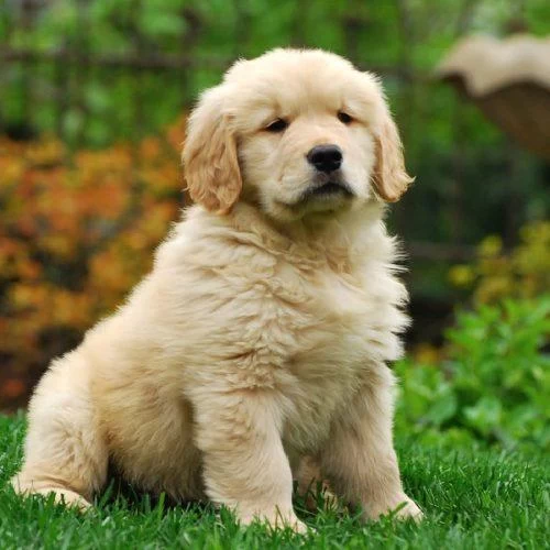 2 Aylık Yumurcak Golden Retriever Yavrularım