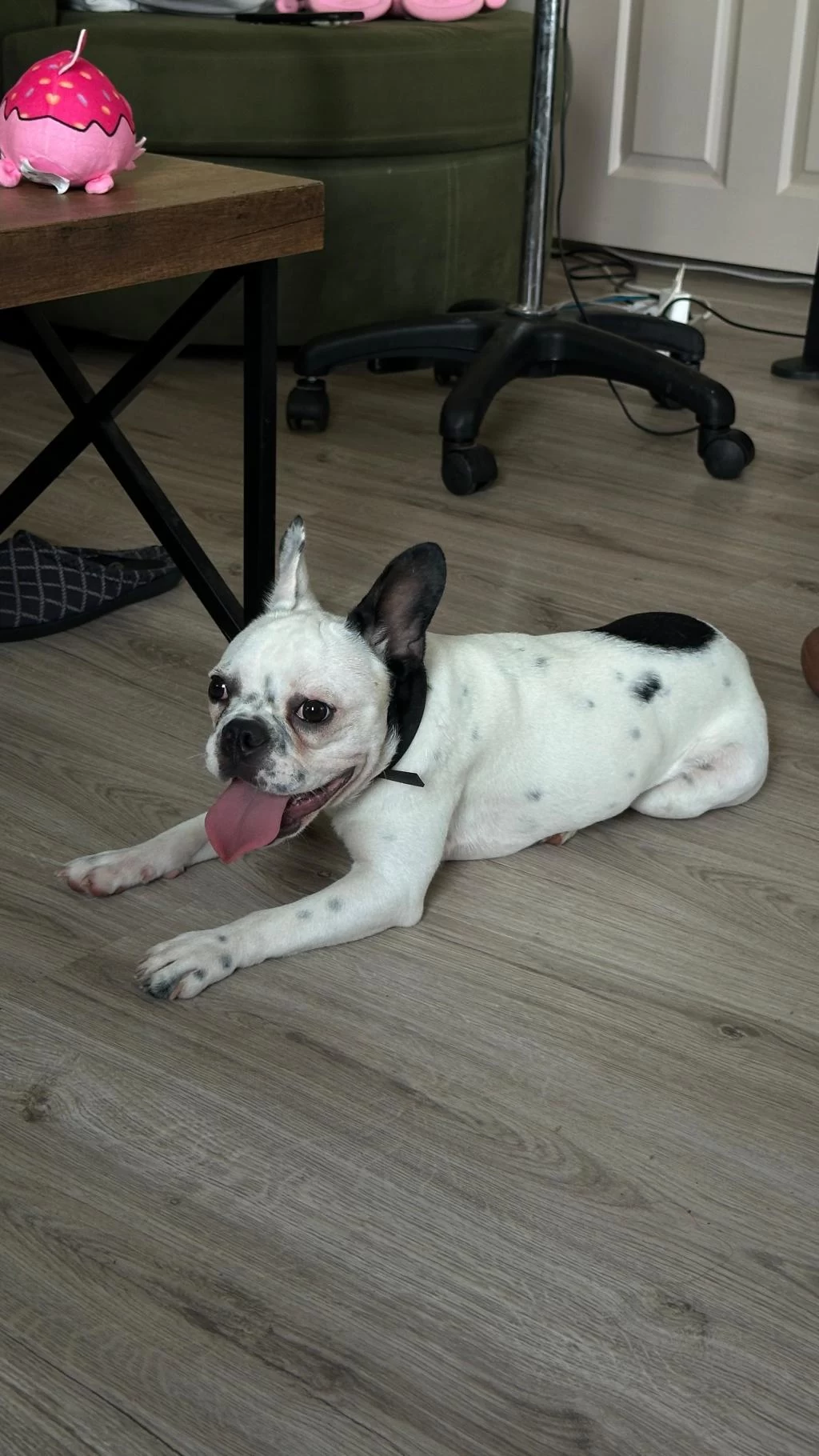 8 Aylık Tüm Aşıları Kimlik Çip Tam Dişi French Bulldog