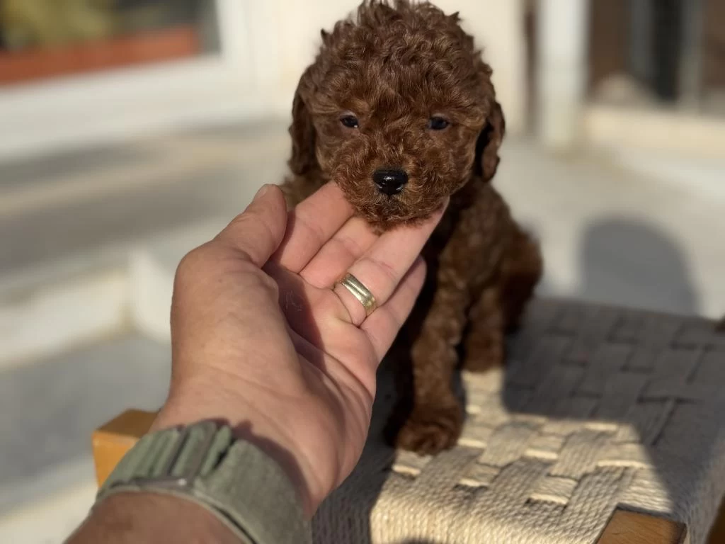 Petmode Köpek Çiftliğinden Tea Cup Kore Poodle