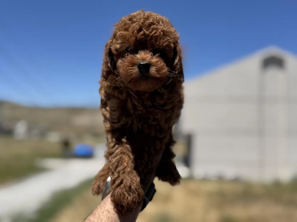 Petmode Köpek Çiftliğinden Toy Poodle Yavrularımız
