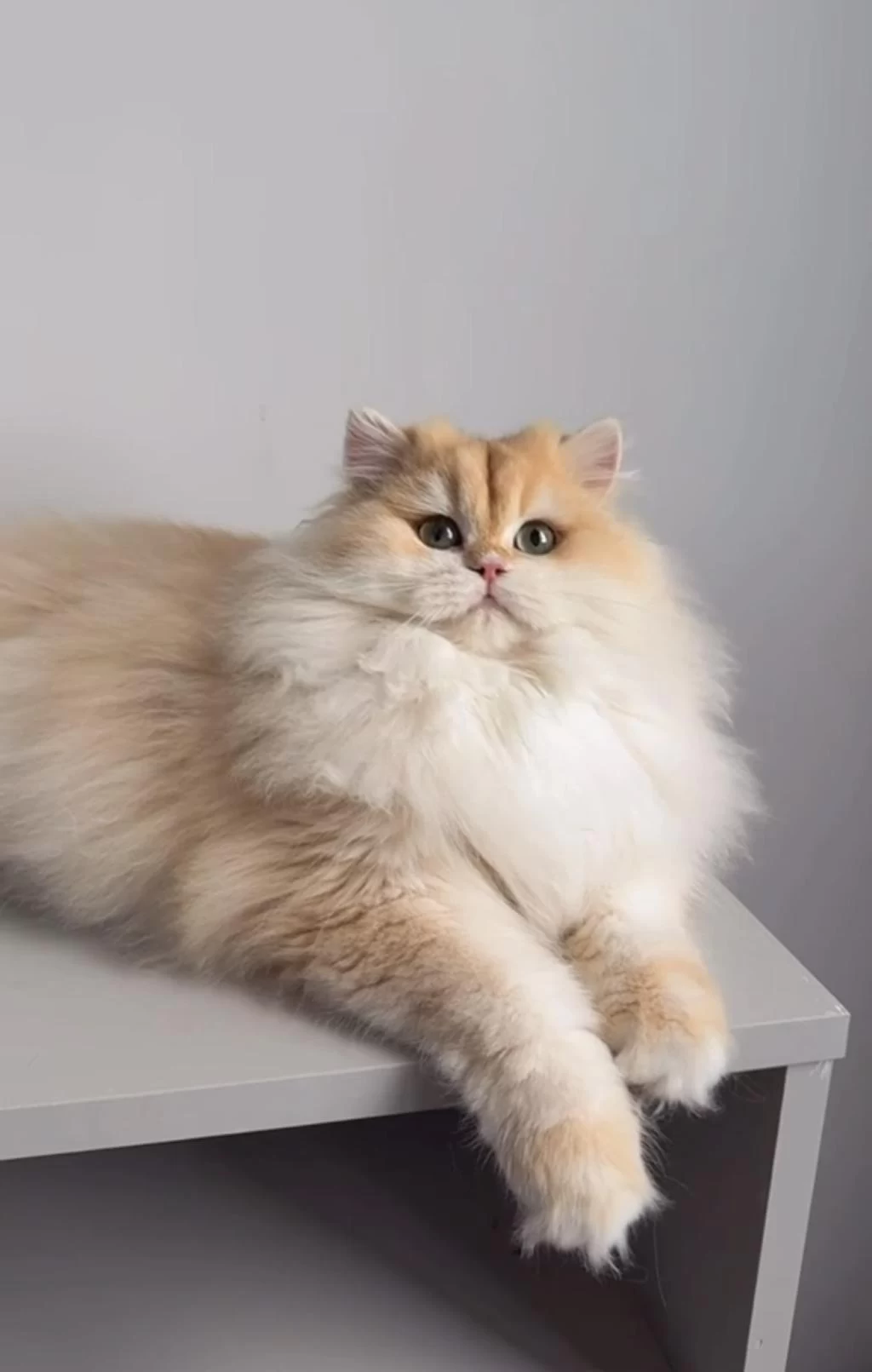 British Longhair 1,5 Yaşında Ny12 Dişi