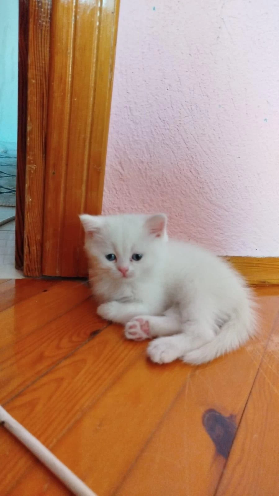 Pamuk British Shorthair