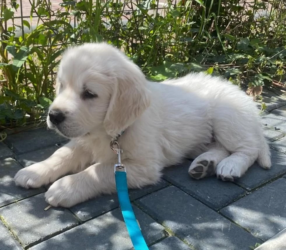 Türkiyenin En Güvenilir Çiftliğinden Golden Retriever