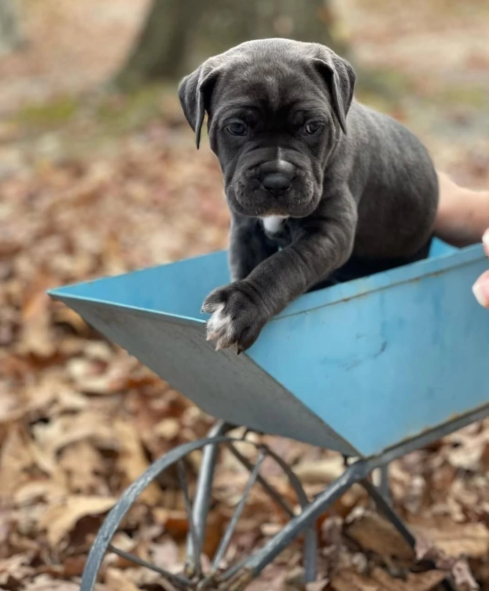 Türkiyenin En Güvenilir Çiftliğinden Cane Corso