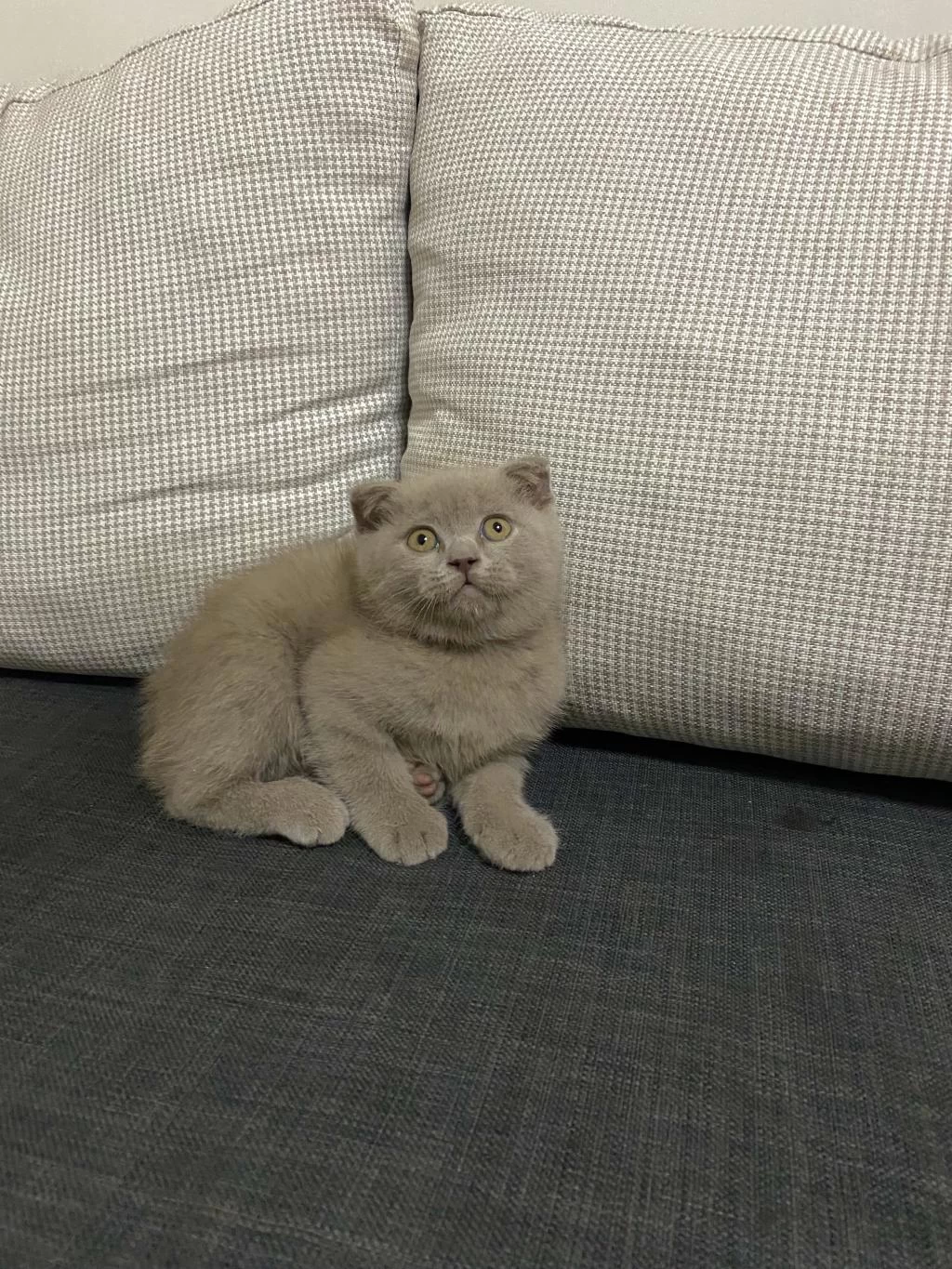 Şirin Ve Sevimli Scottish Fold Yavrumuz