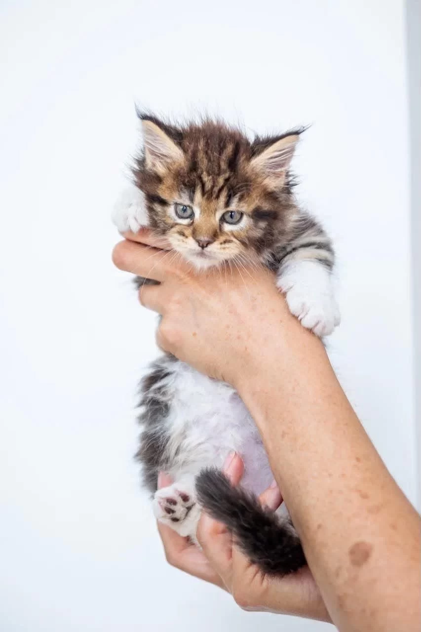 Üst Kaliteli Maine Coon Yavrular