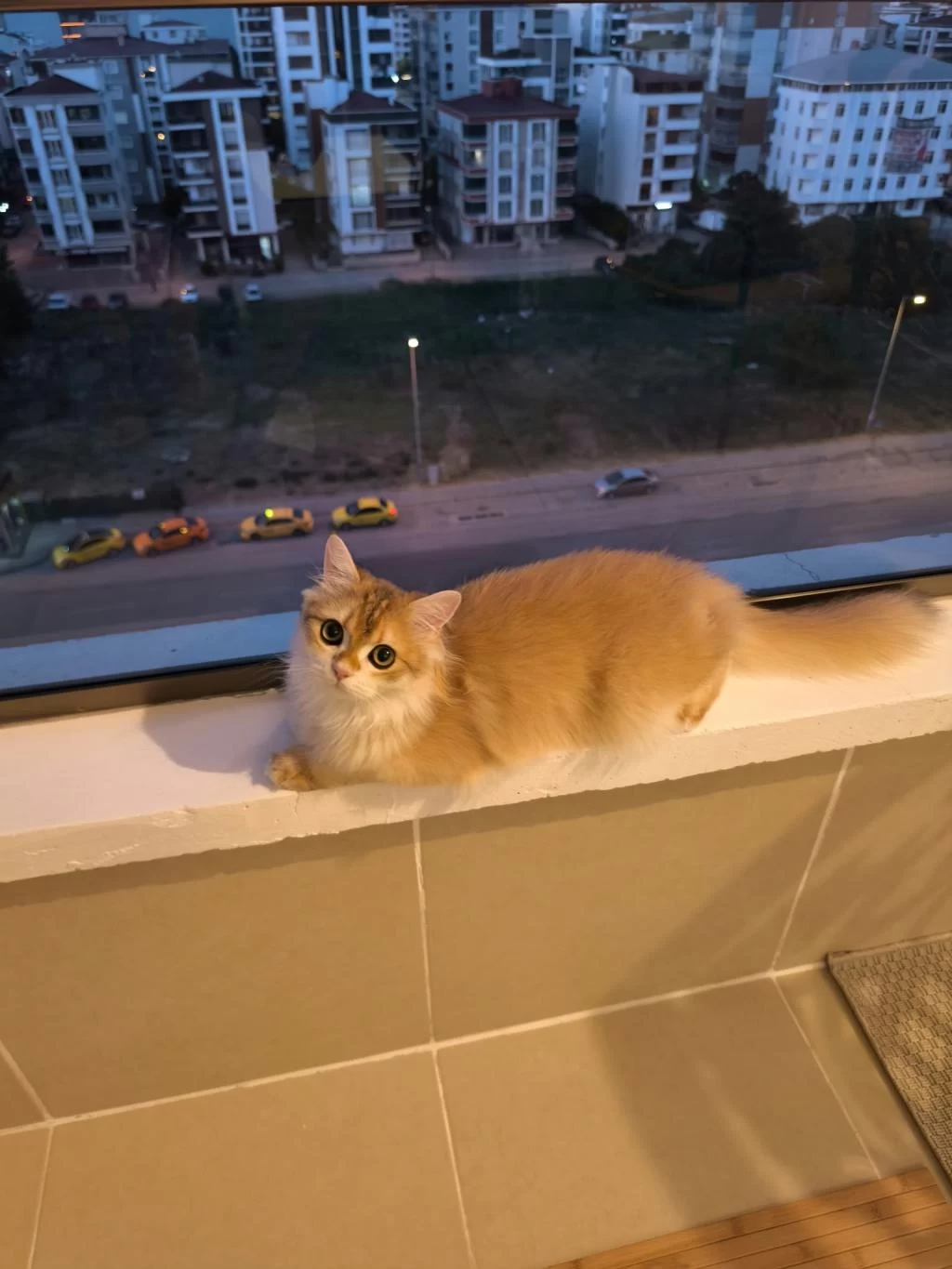 British Longhair Kedisi