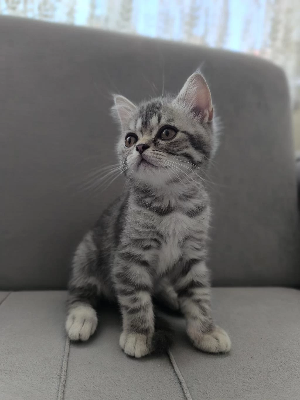 Sağlıklı British Shorthair