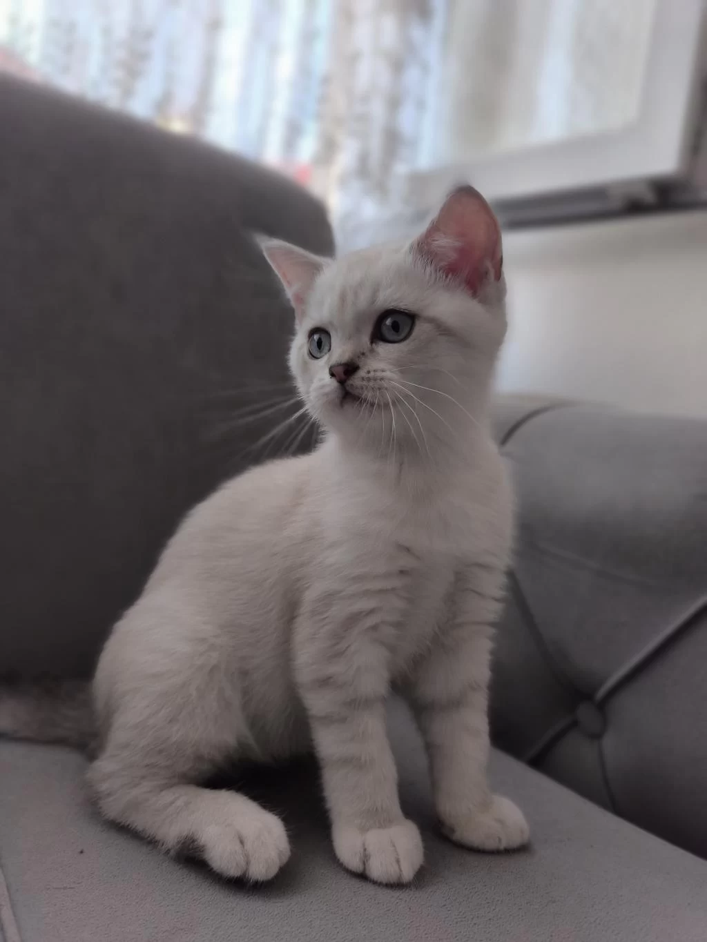 Harika British Blue Point