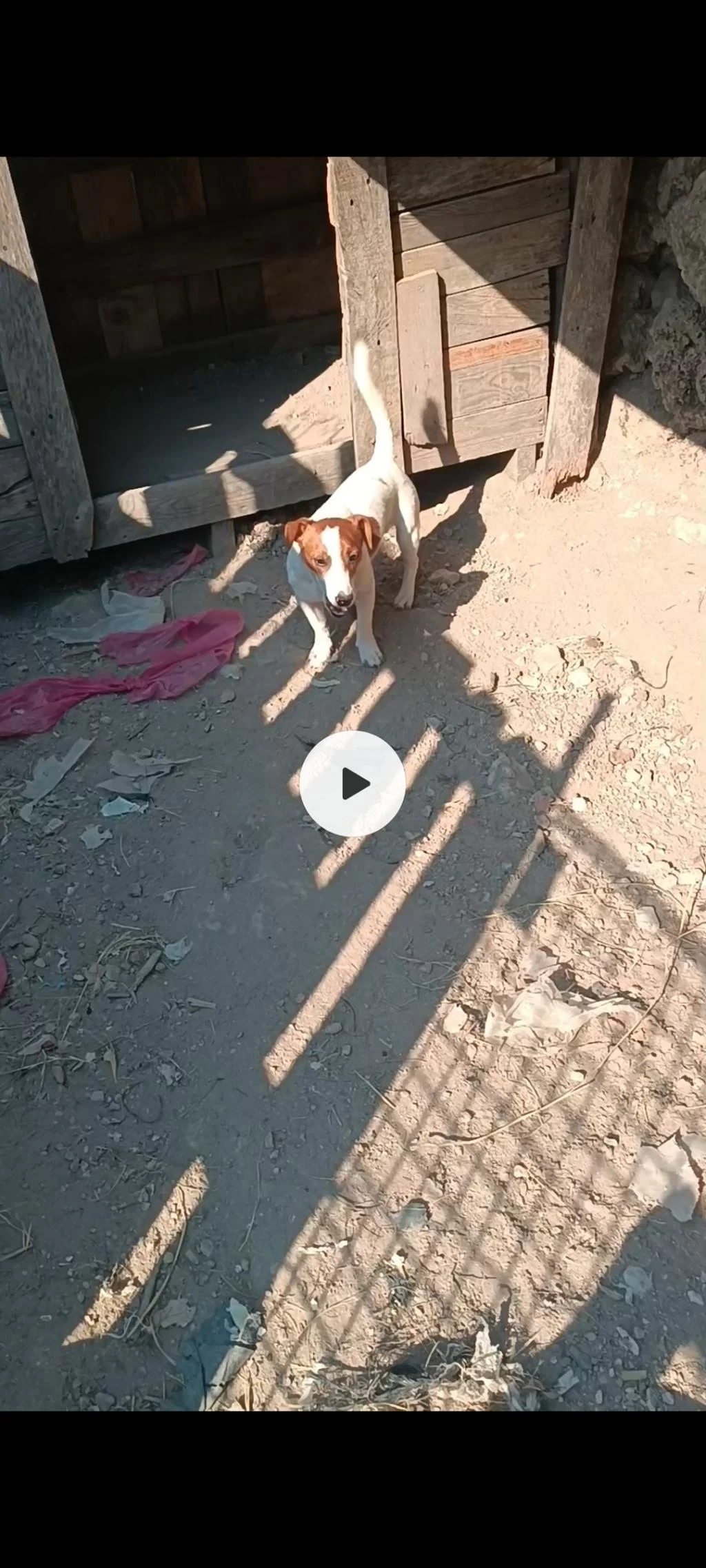 15 Ocak Doğumlu Erkek Jack Russell