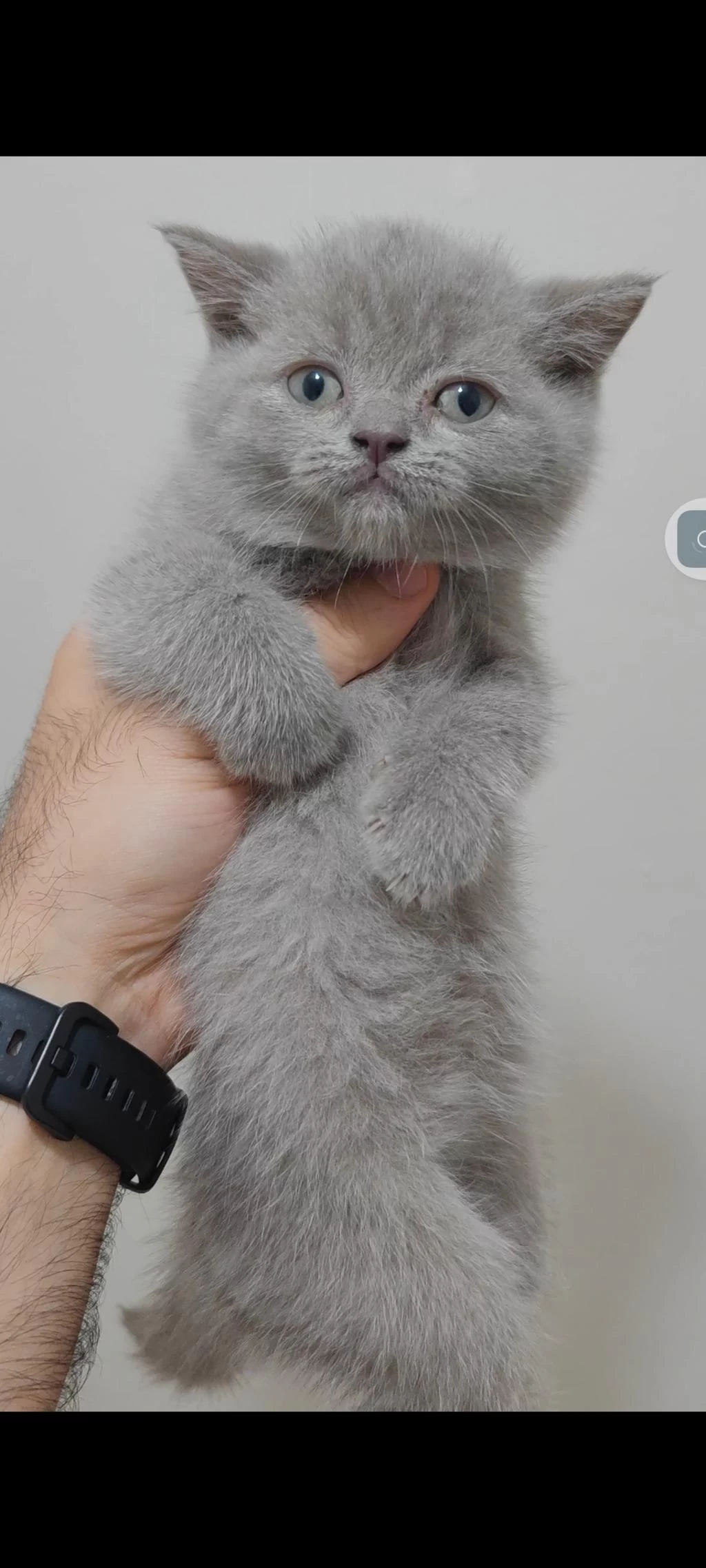 British Shorthair Kedisi
