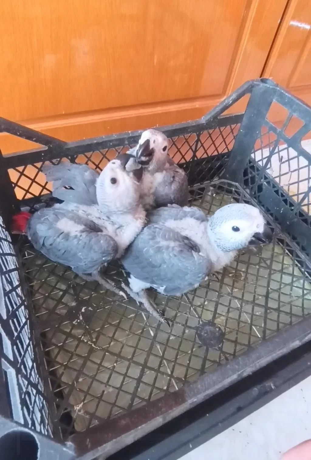 Jako Papağanı Yavrularımız Yeni Ailelerine Gitmeye Hazır