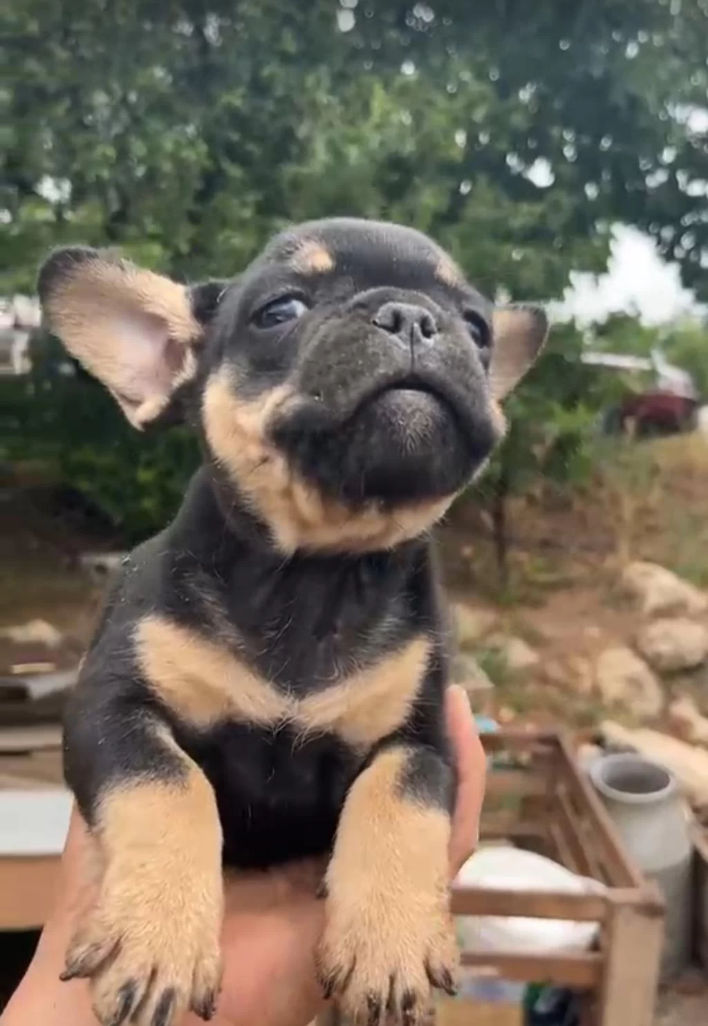 French Bulldog Yavrularımız İrk Ve Sağlık Garantili