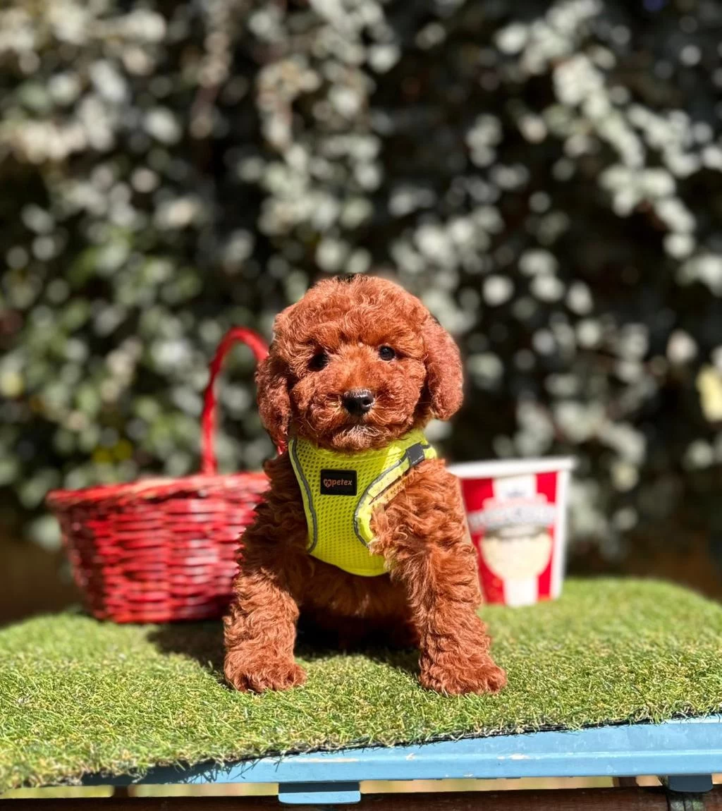 Safkan Toy Poodle Yavrularımız