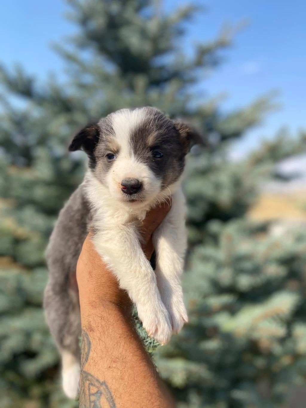 Petmode Köpek Çiftliğinden Border Collie Yavrular