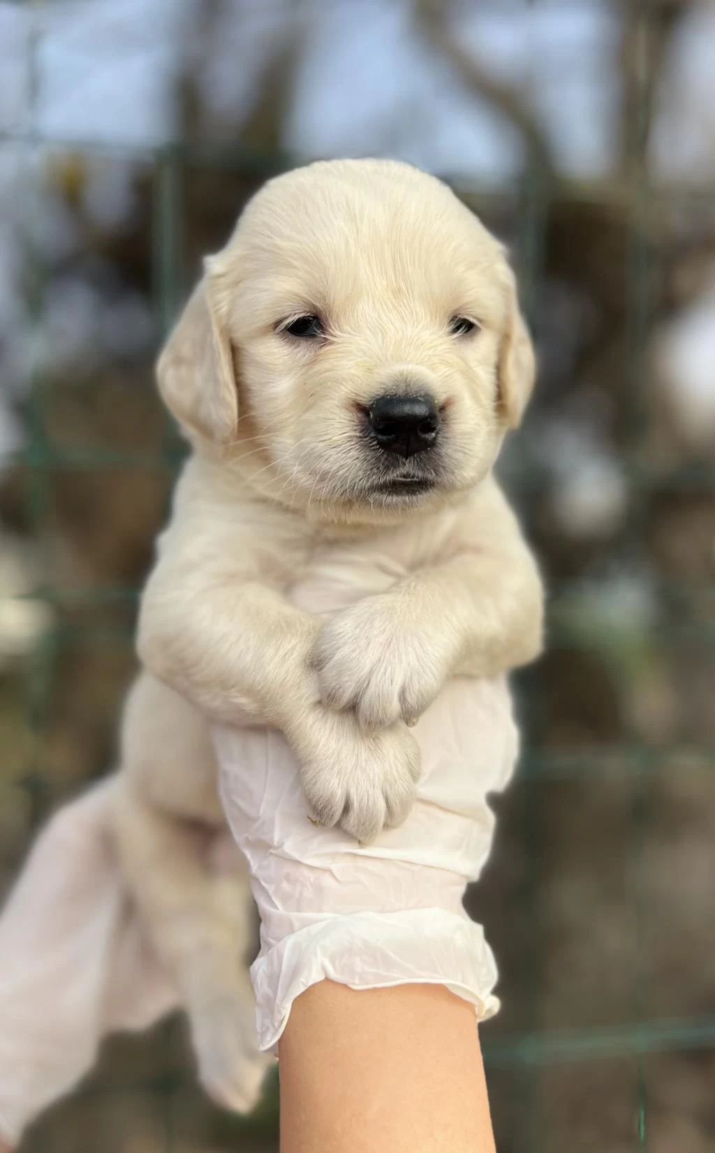 Baby Face İrk Garantili Golden Retriever Yavrular