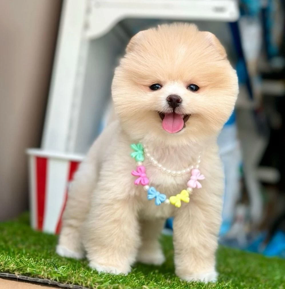 Safkan Pomeranian Boo Yavrularımız