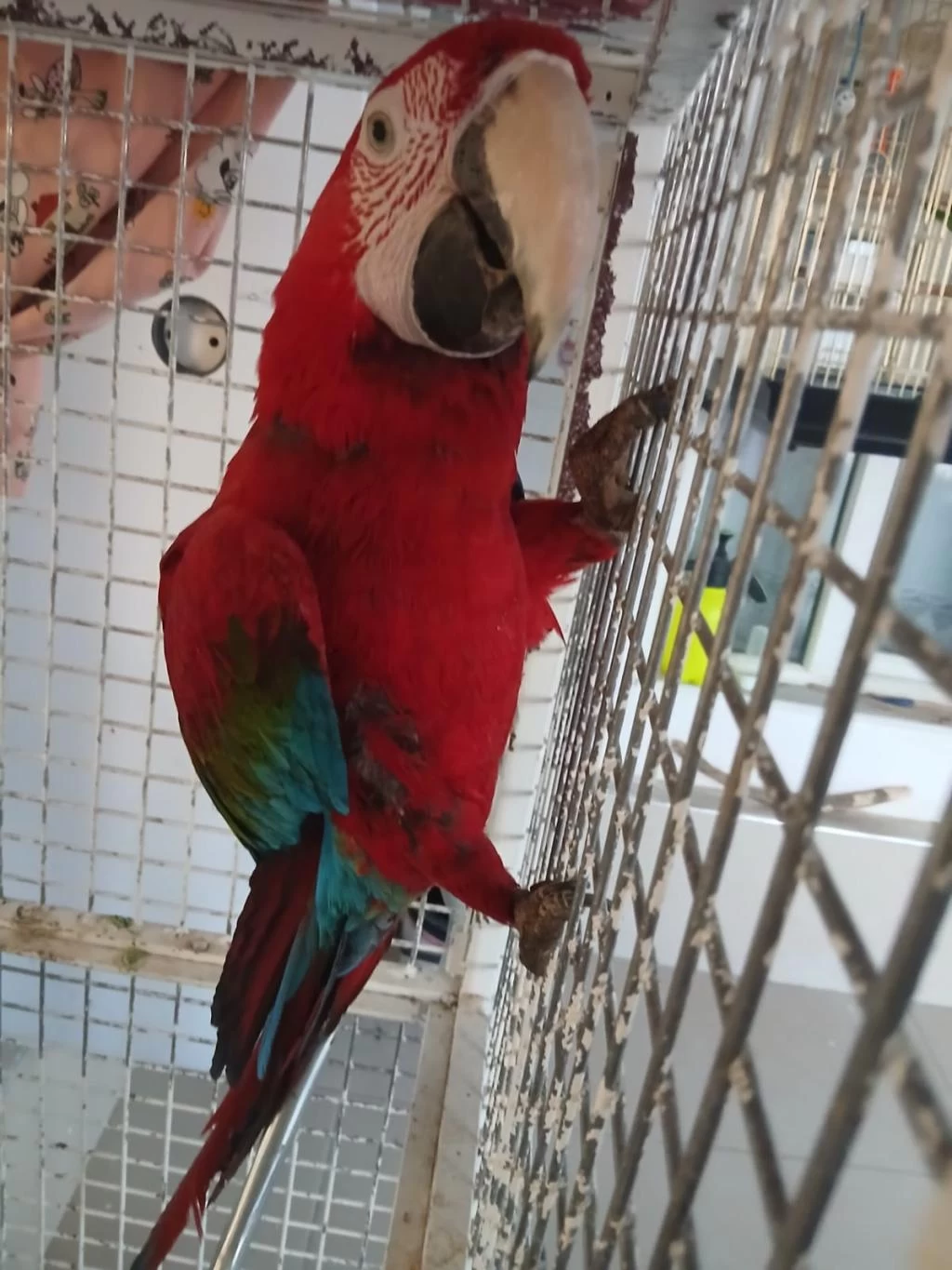 Macaw Papağanı Ele Kola Gelir