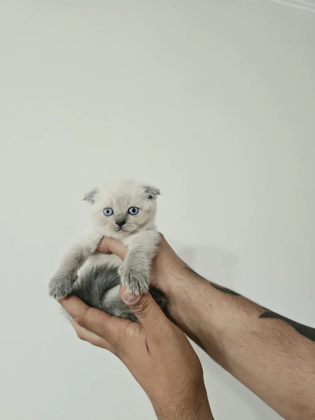 Blue Point Kırık Kulak Yavru Scottish Fold