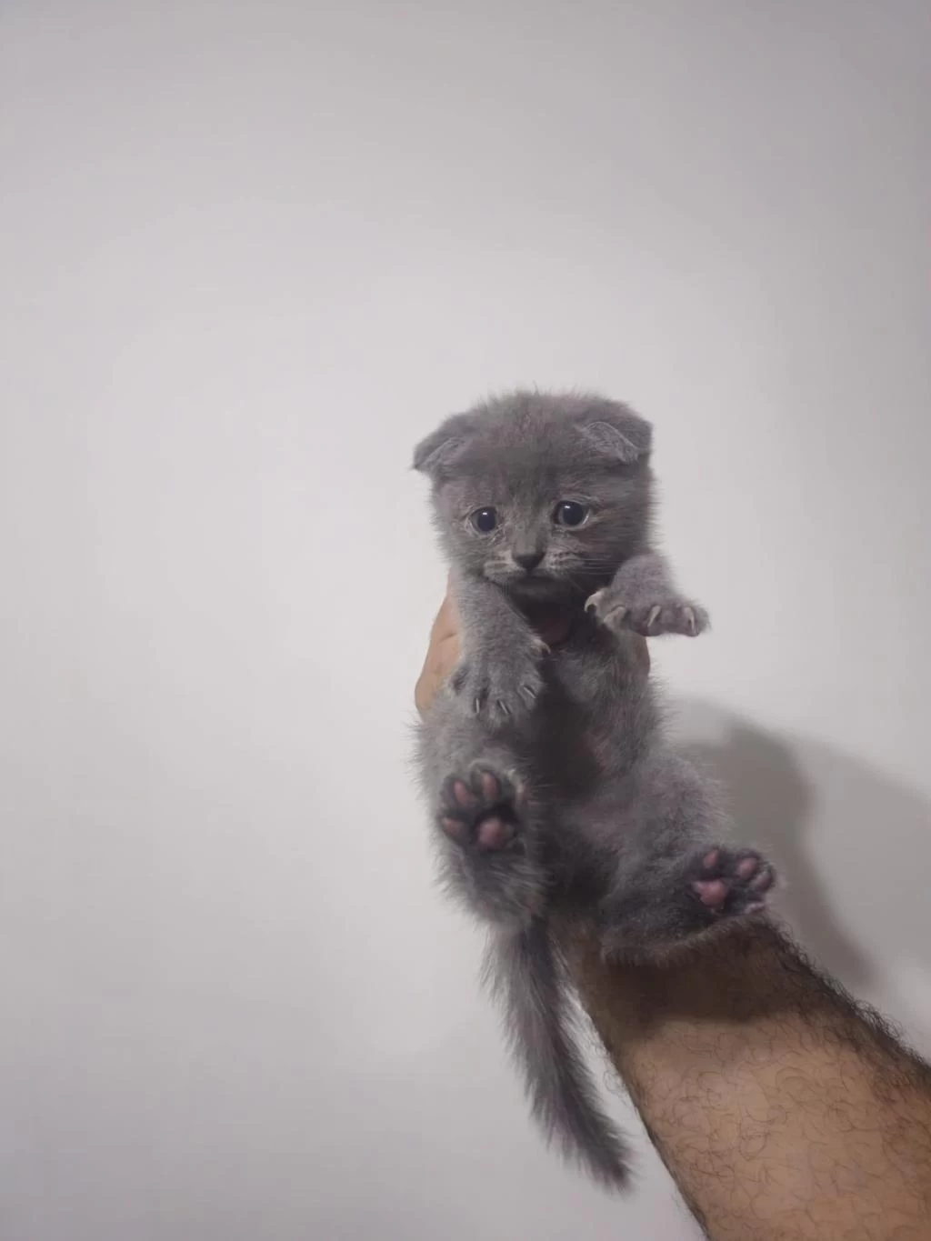Gri Kırık Kulak Yavru Scottish Fold