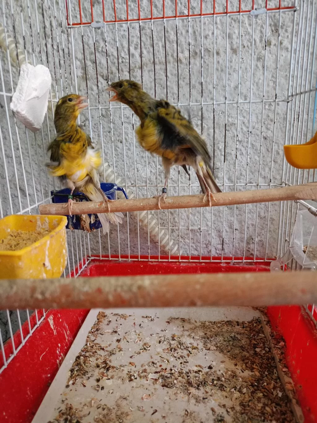 Orjinal Kıvırcık Mantolu Kanarya