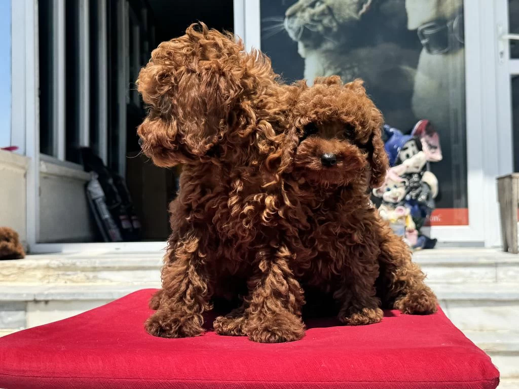 Petmode Köpek Çiftliğinde Ziyarete Açık Kore Toy Poodle
