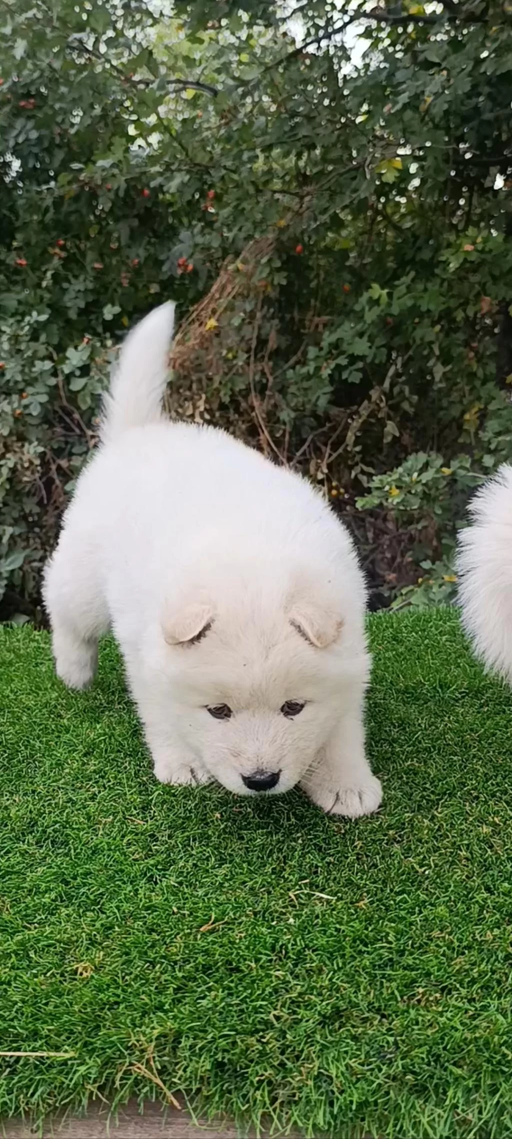 Saf Kan Çin Aslanı Pamuk Bebekler