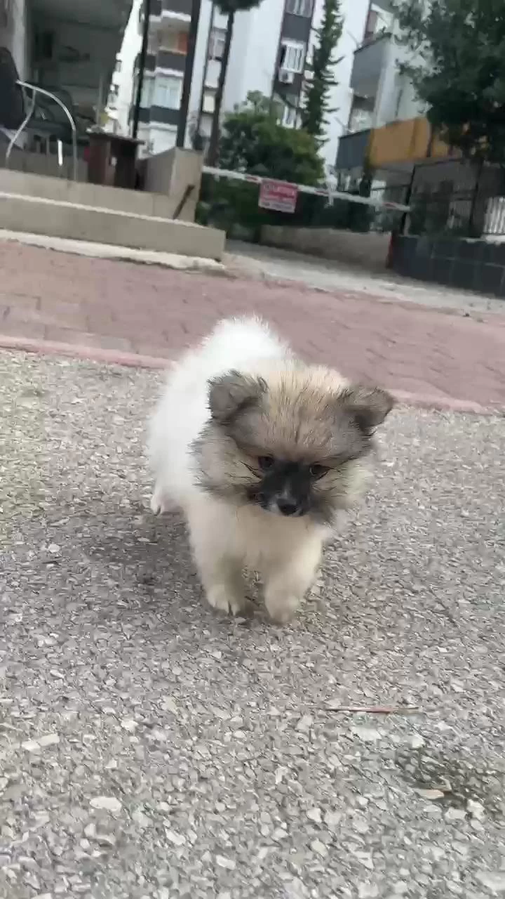Pomeranian Yavrularımız
