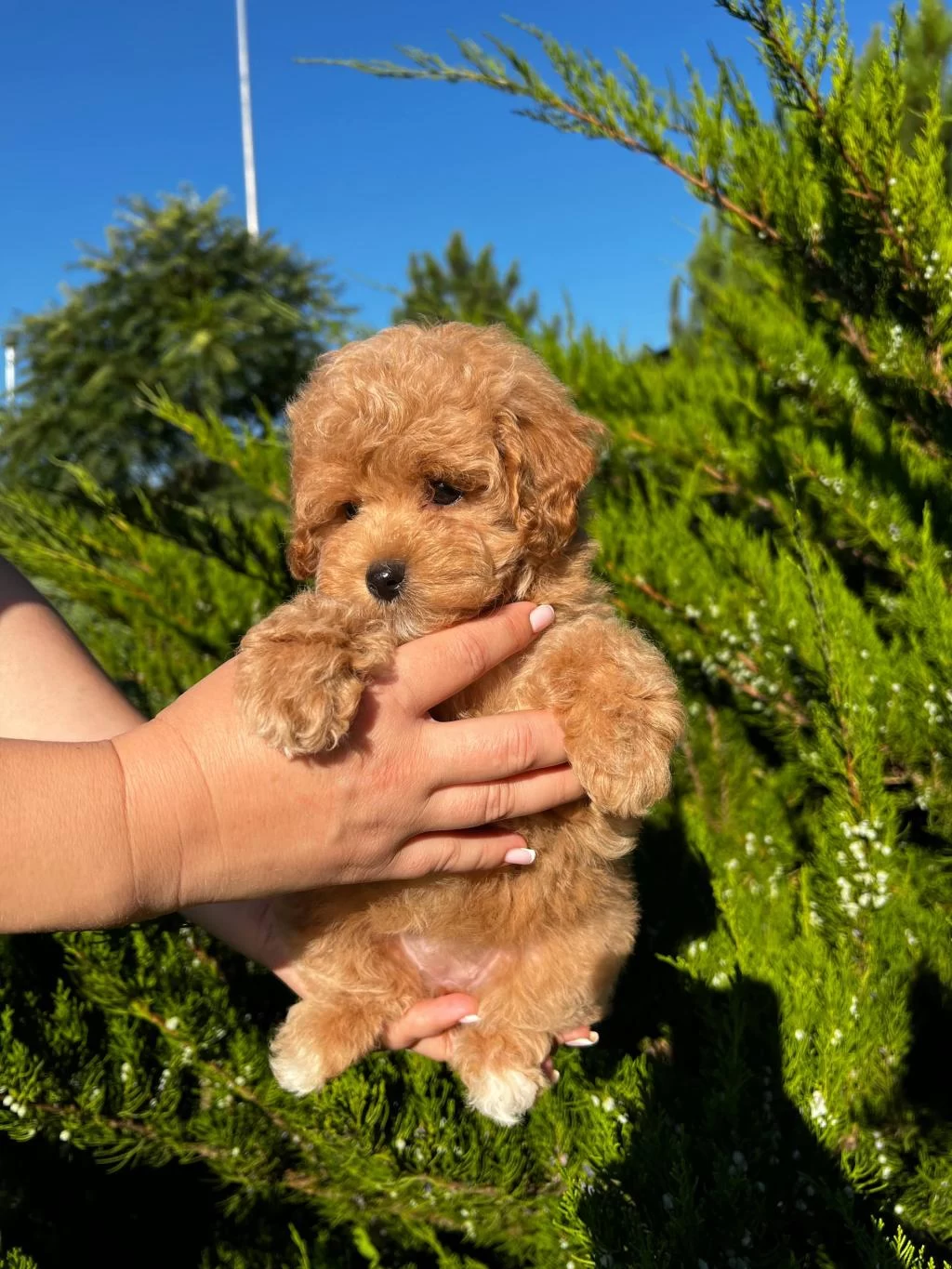 Kore Maltipoo Kg Garantili