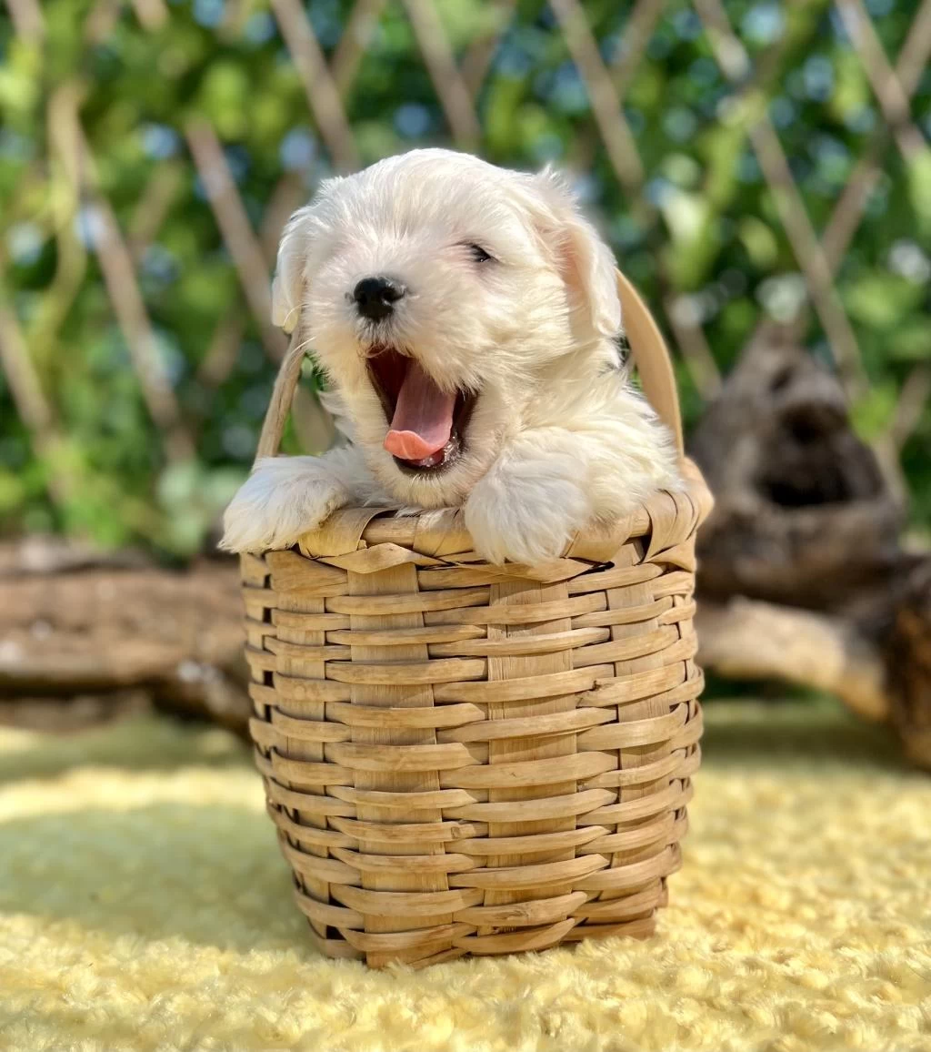 Kar Beyaz İrk Garantili Maltese Terrier Yavrular