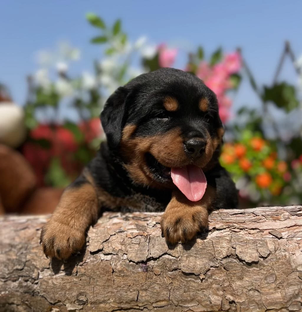 Heybetli Üst Kalite Rottweiler Yavrular