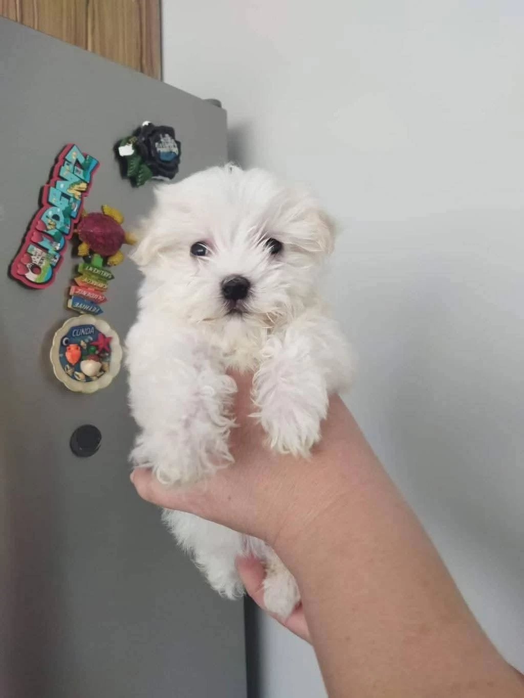 Harika Terrier Yavruları
