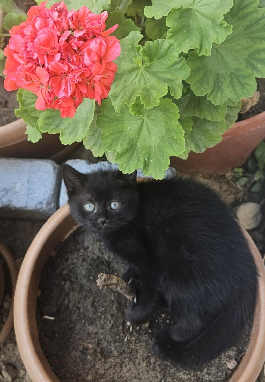 Simsiyah Lekesiz Yeşil Gözlü British Shorthair