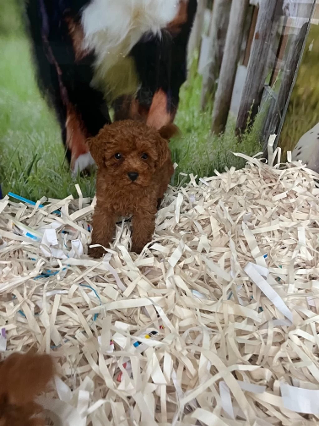 İrk Ve Sağlik Garantili Teacup Baby Face Poodle Yavrular