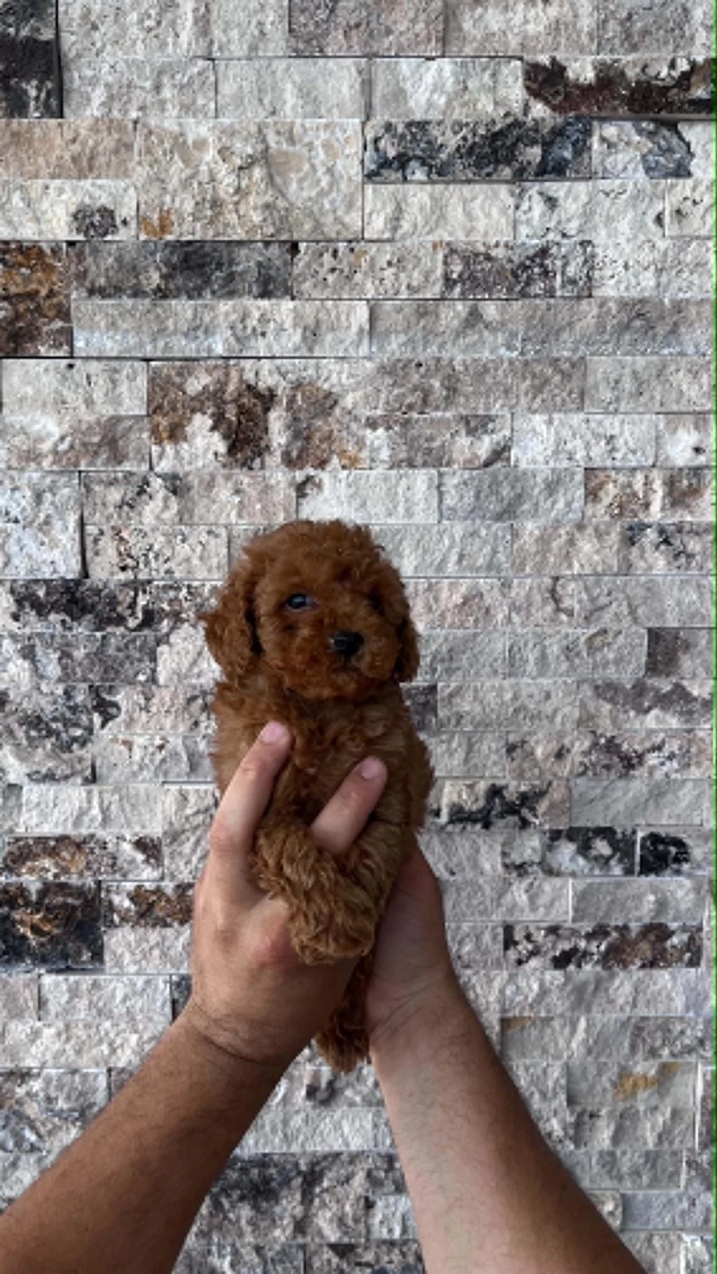 Mikrochipli Red Brown Orjinal Kore Kan Poodle Yavrular