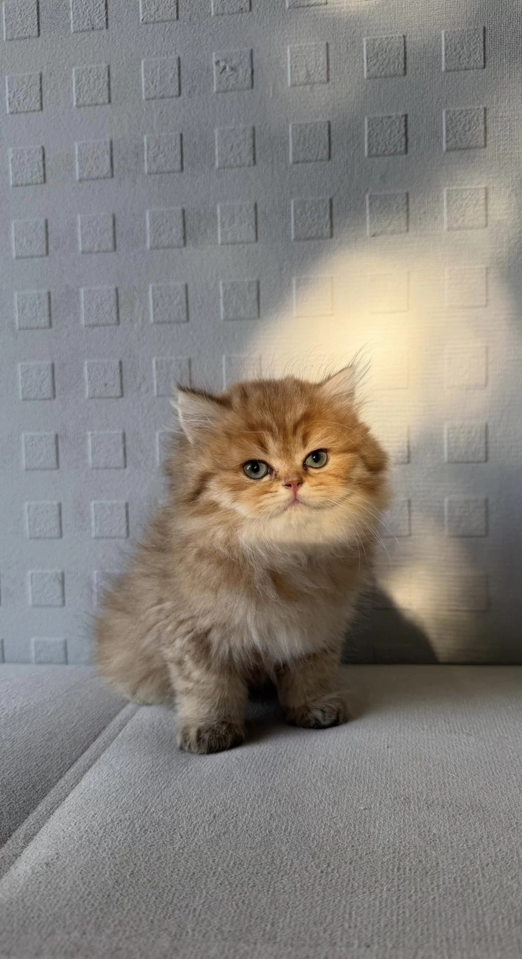 British Shorthair Ve Longhair Yavrular
