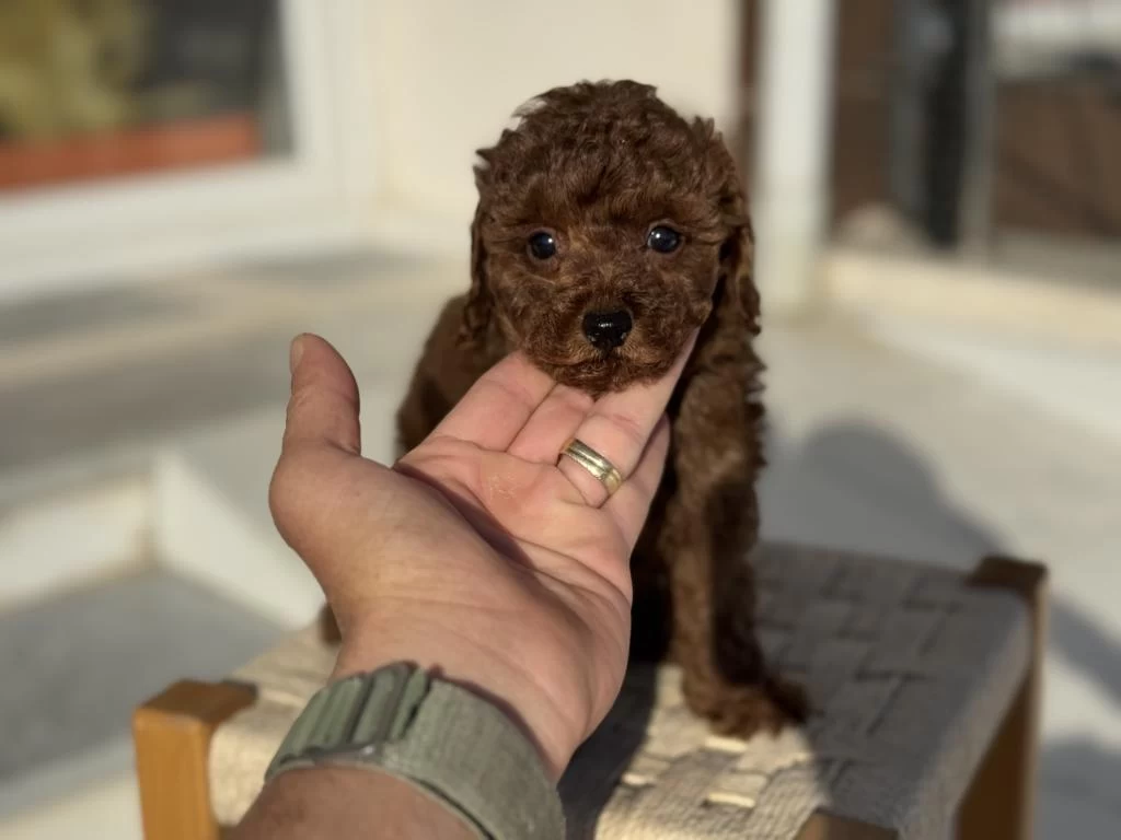 Petmode Köpek Çiftliğinden Tea Cup Kore Poodle