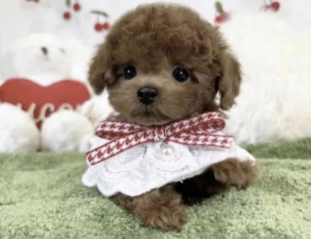 Sağlıklı Toy Poodle Köpeği