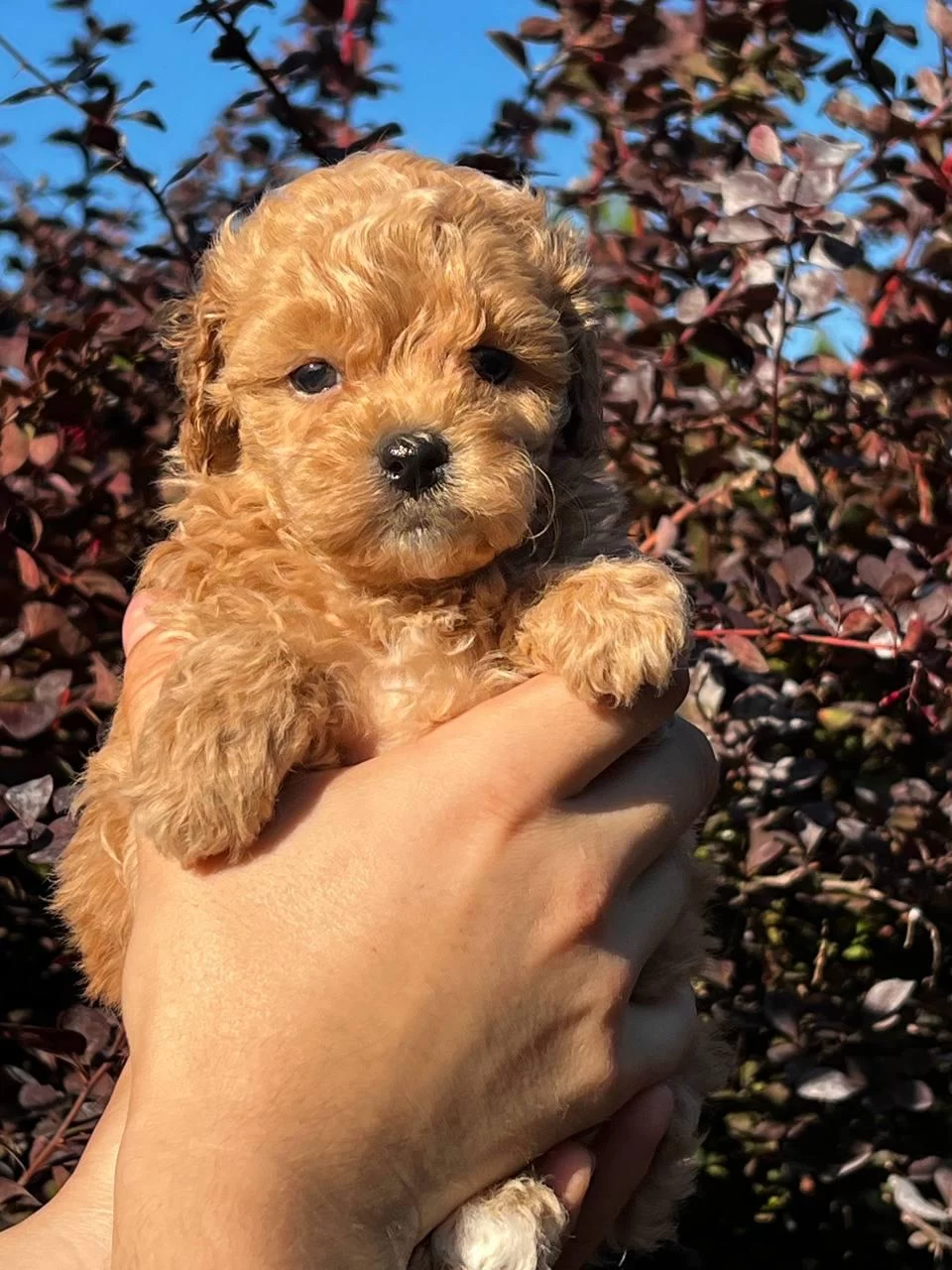 Maltipoo Kore Yavrular