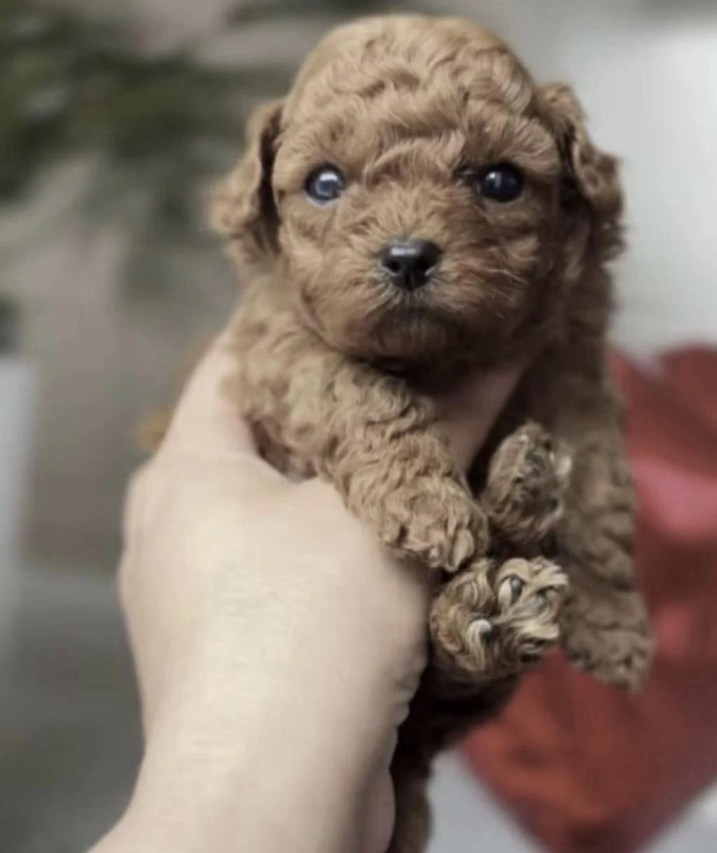 Sağlıklı Toy Poodle Köpeği