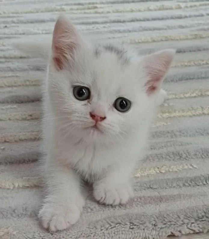 Sağlıklı Minnoş Kedim