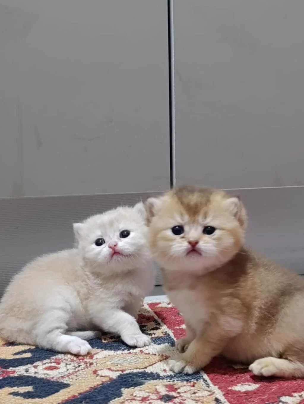 Koca Ayı Surat Boncuk Gözler British Shorthair Yavrular