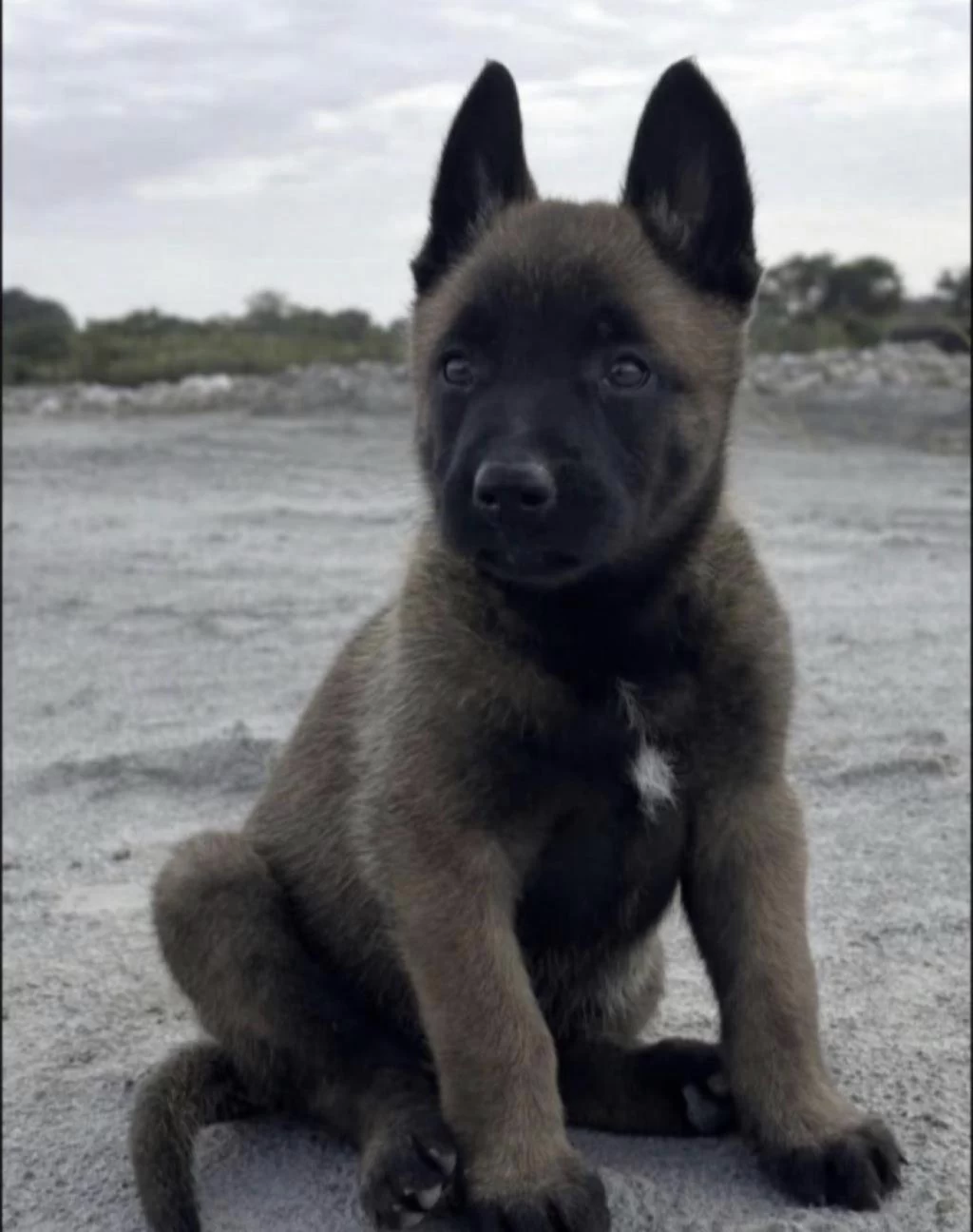 Belçika Kurdu Köpekler
